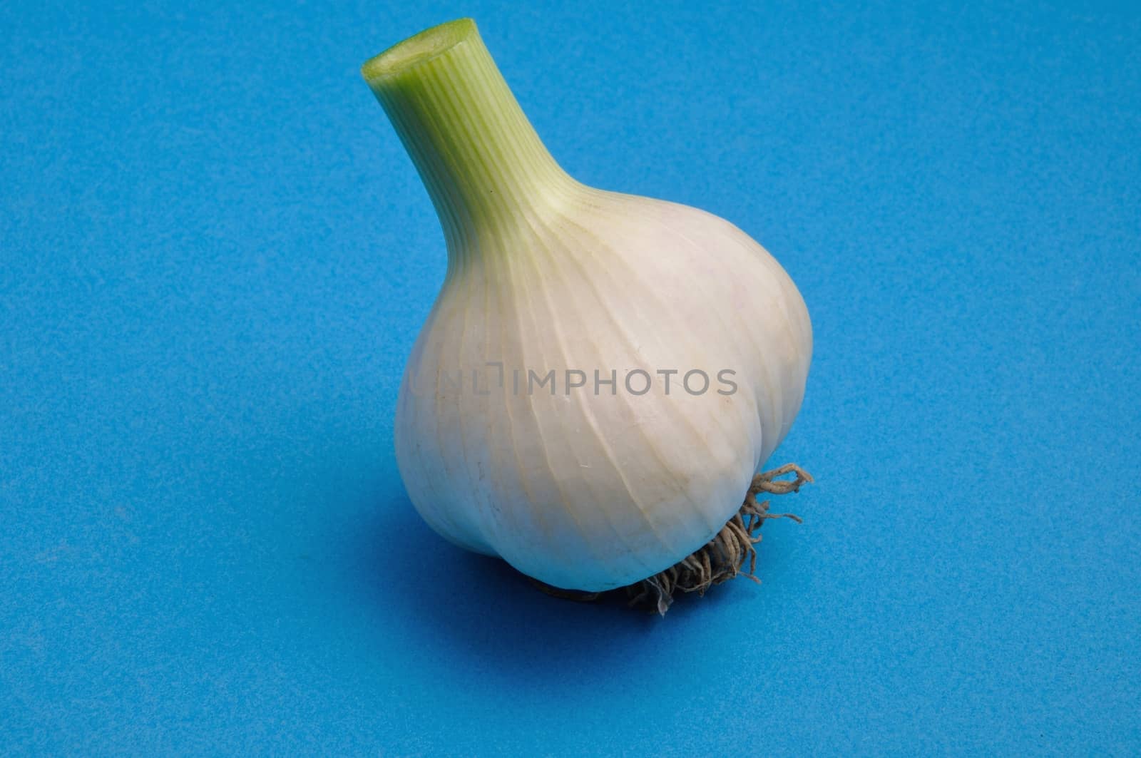 Fresh garlic  by BZH22
