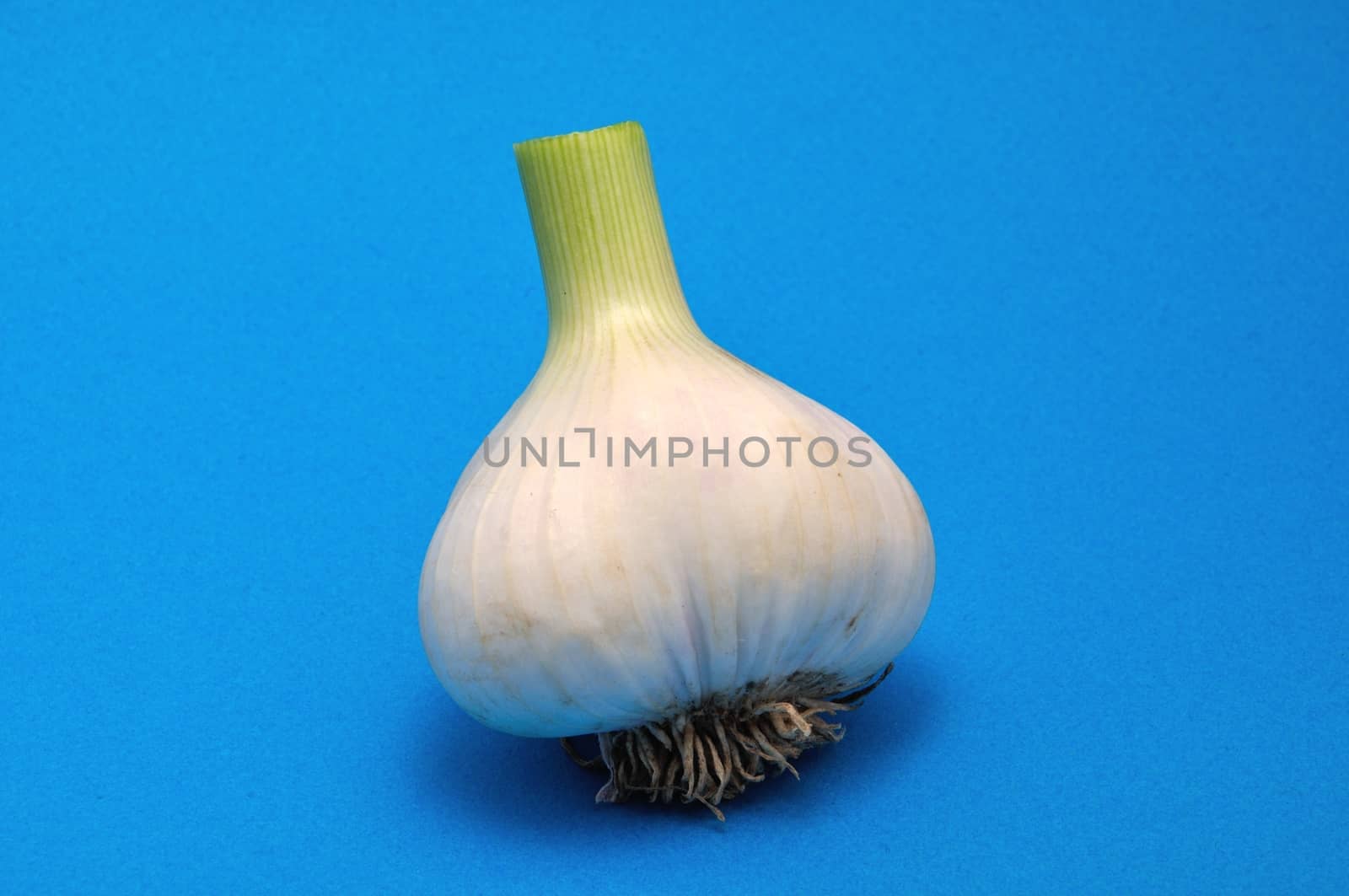 Fresh garlic  by BZH22