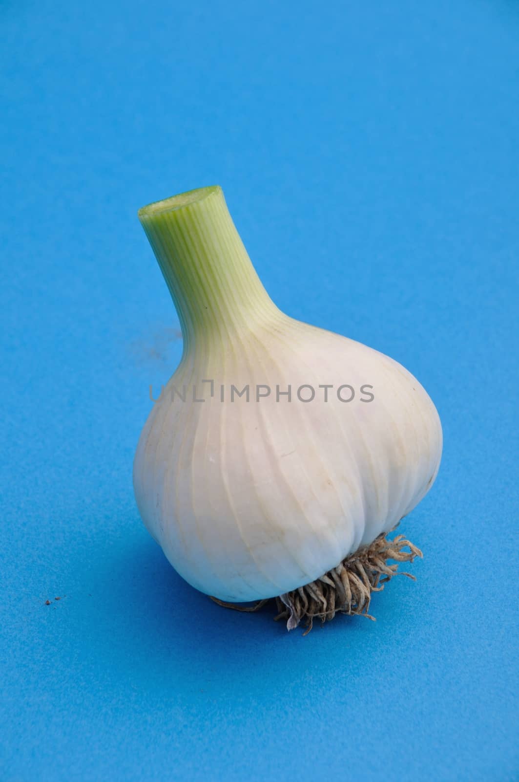 Fresh garlic  on blue background
