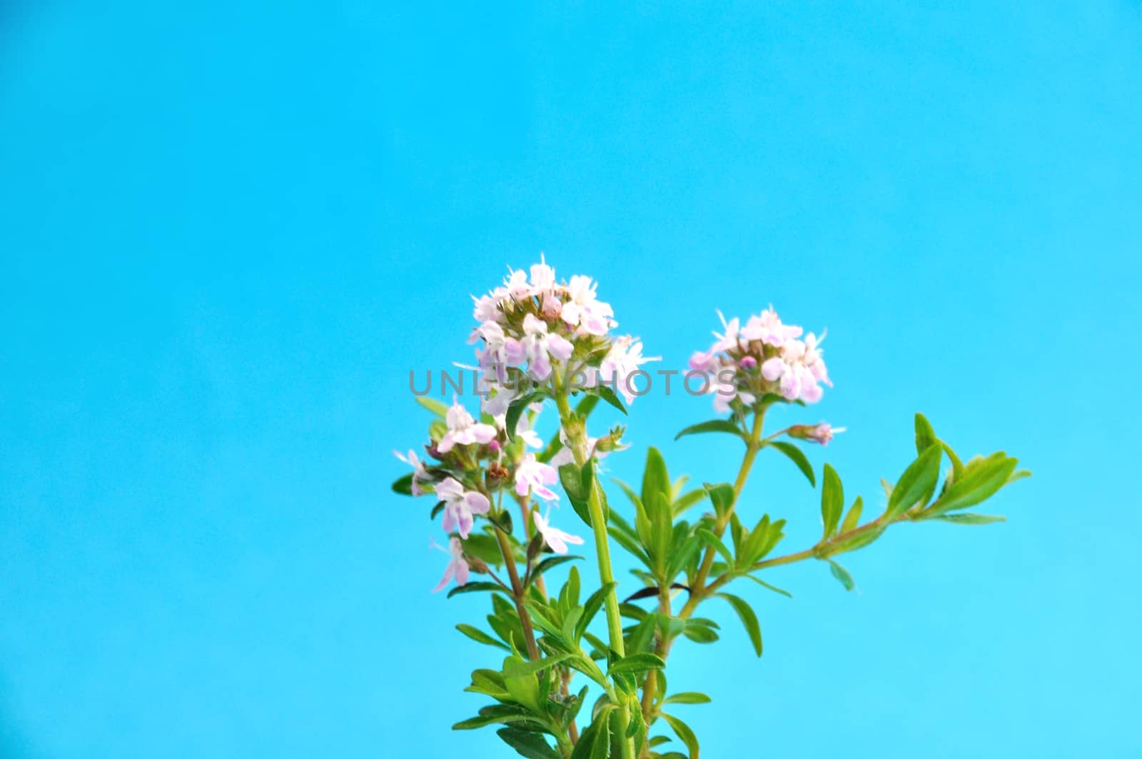 thyme flowers