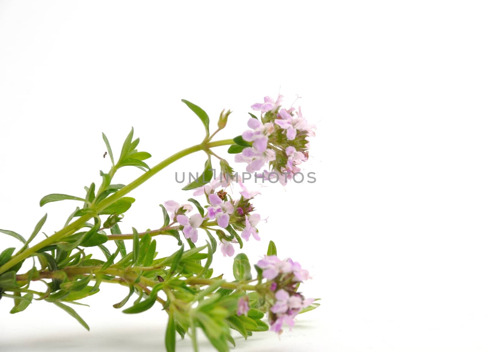 thyme flowers