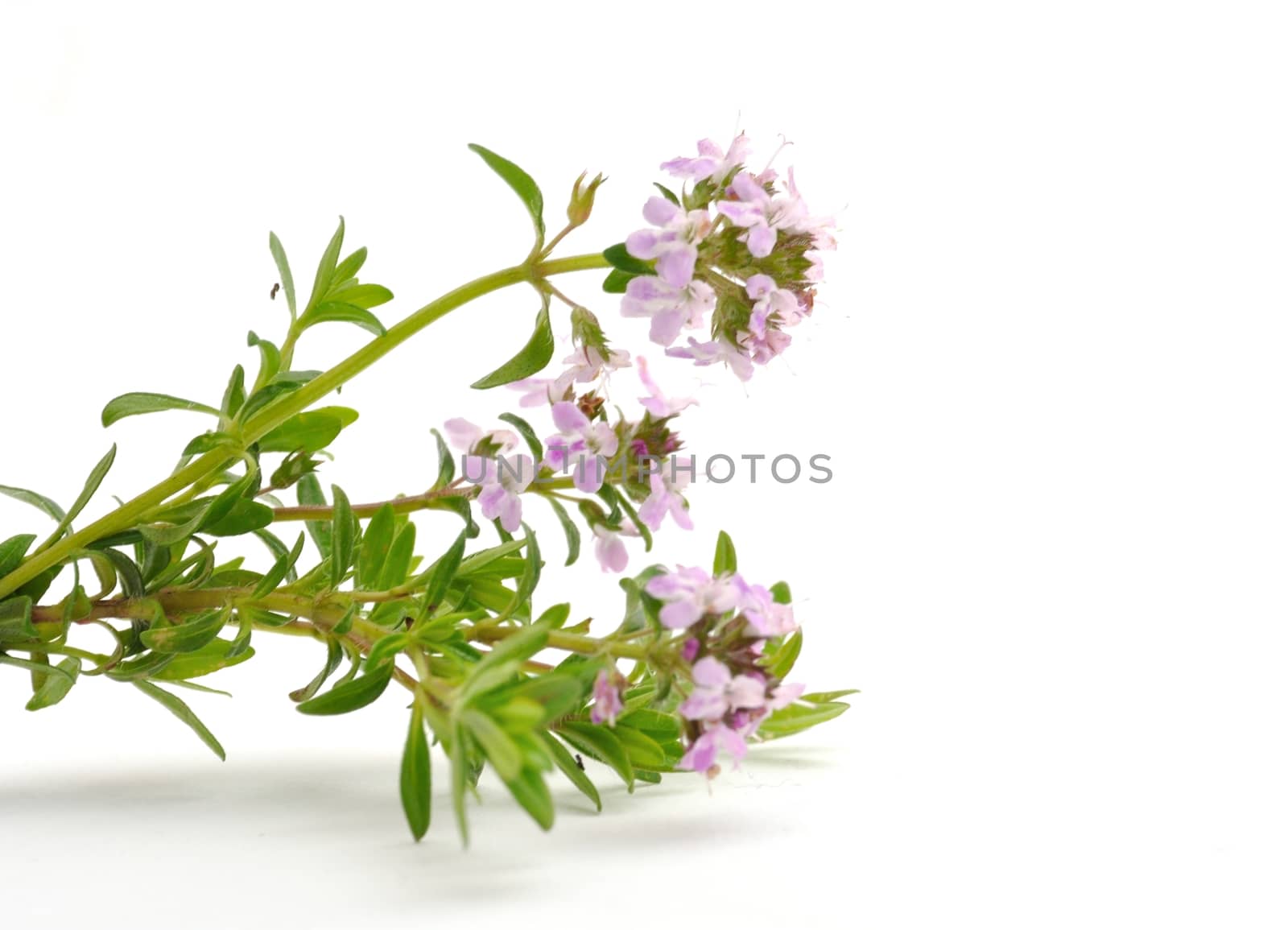 thyme flowers