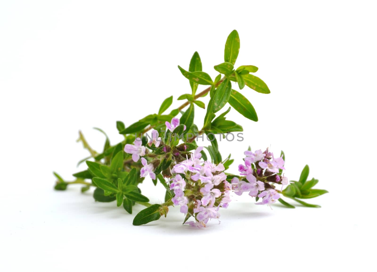 thyme flowers