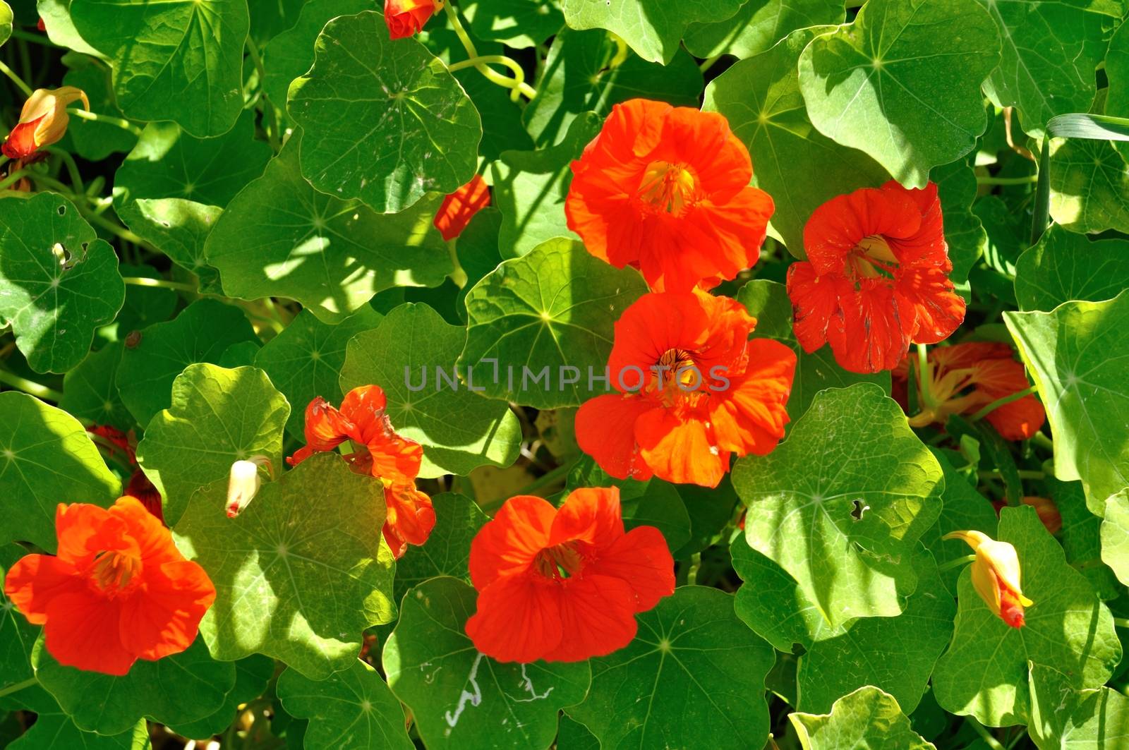 Flower of nasturtiums