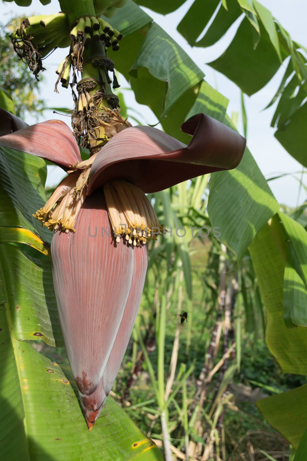 Banana blossom and bunch on tree in the garden at Thailand