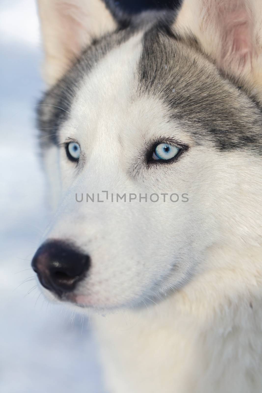 husky puppy with blue eyes on a winter outdoor