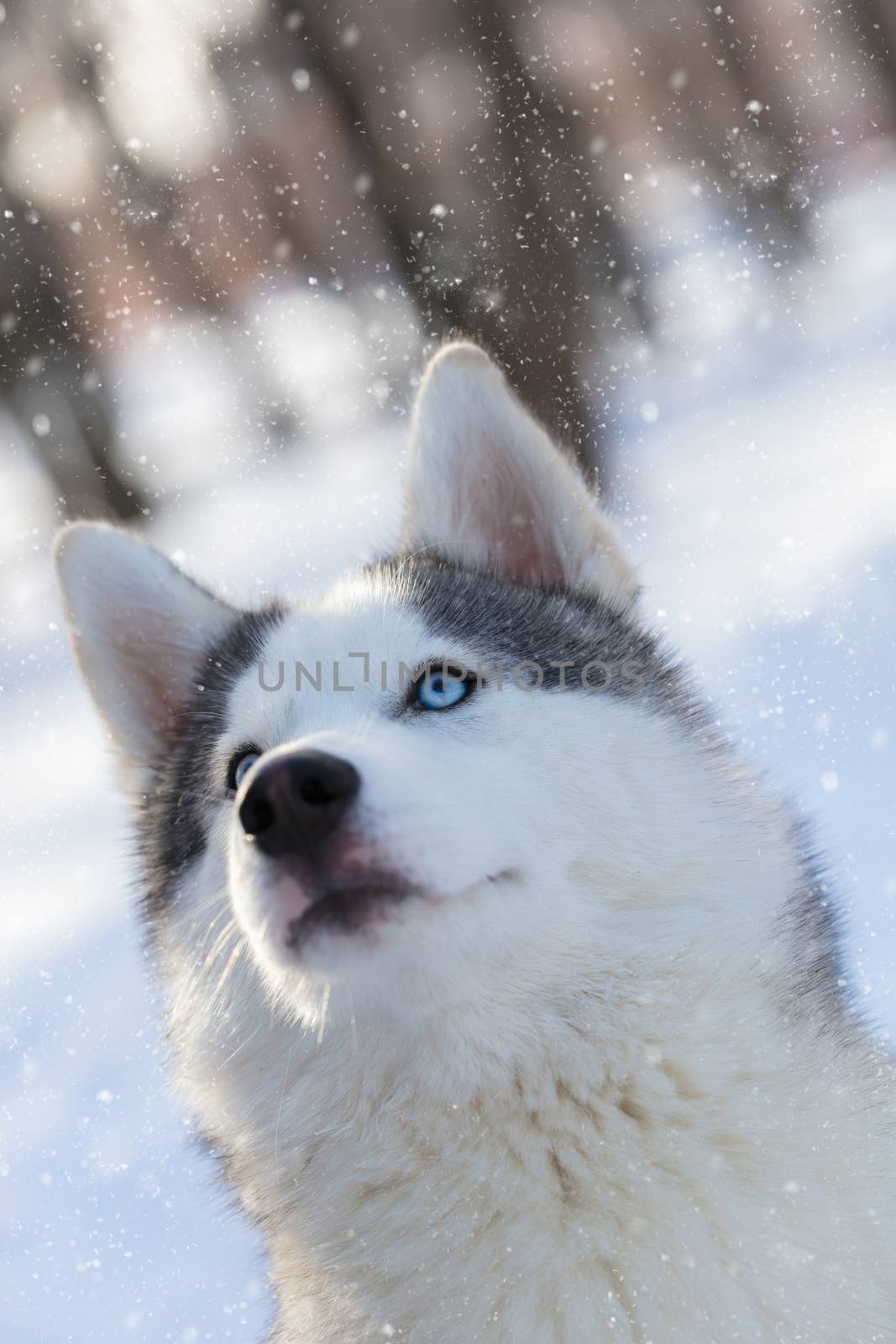 husky puppy with blue eyes on a winter outdoor