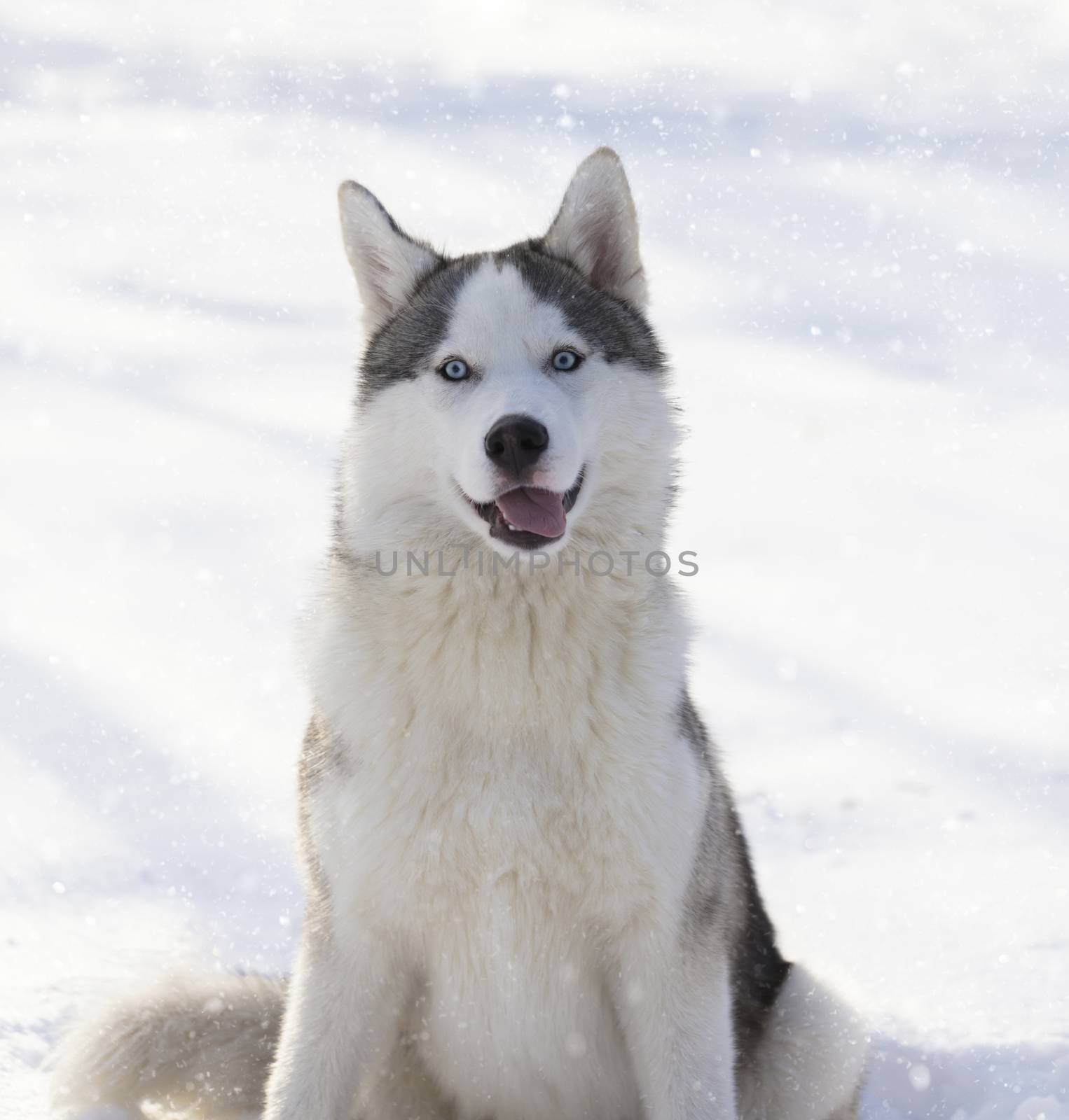 husky puppy with blue eyes on a winter outdoor