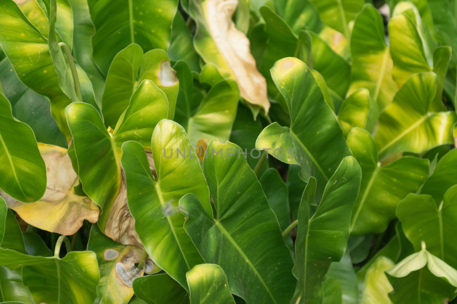 green leaf texture background.