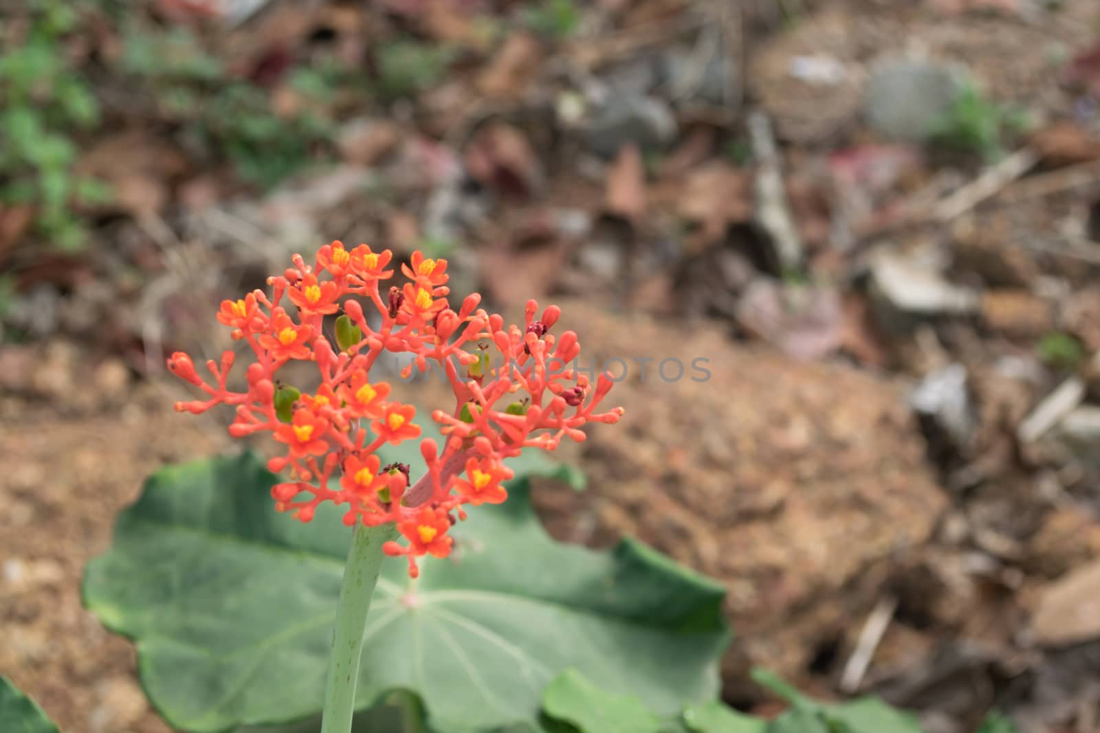 Buddha belly plant, bottleplant shrub (Jatropha podagrica) Wong ornamental timber. (Euphorbiaceae) is native to Central America.