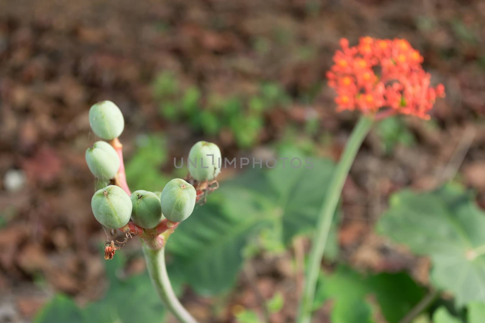 Buddha belly plant, bottleplant shrub (Jatropha podagrica) Wong ornamental timber. (Euphorbiaceae) is native to Central America.