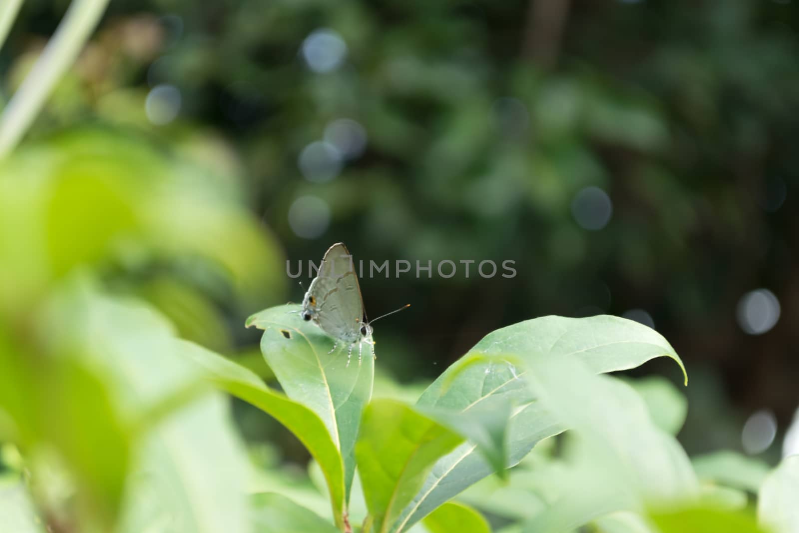 Closed up Butterfly on fleaf  with bokeh background.