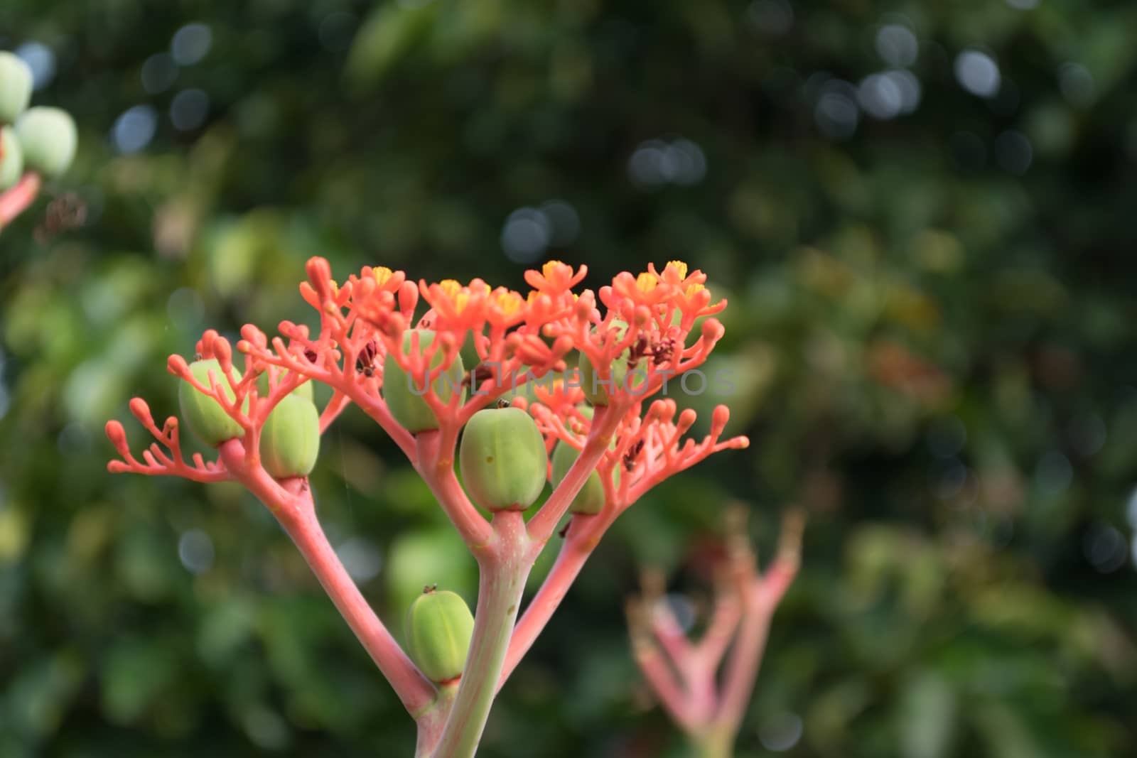 Buddha belly plant, bottleplant shrub (Jatropha podagrica) Wong ornamental timber. (Euphorbiaceae) is native to Central America.