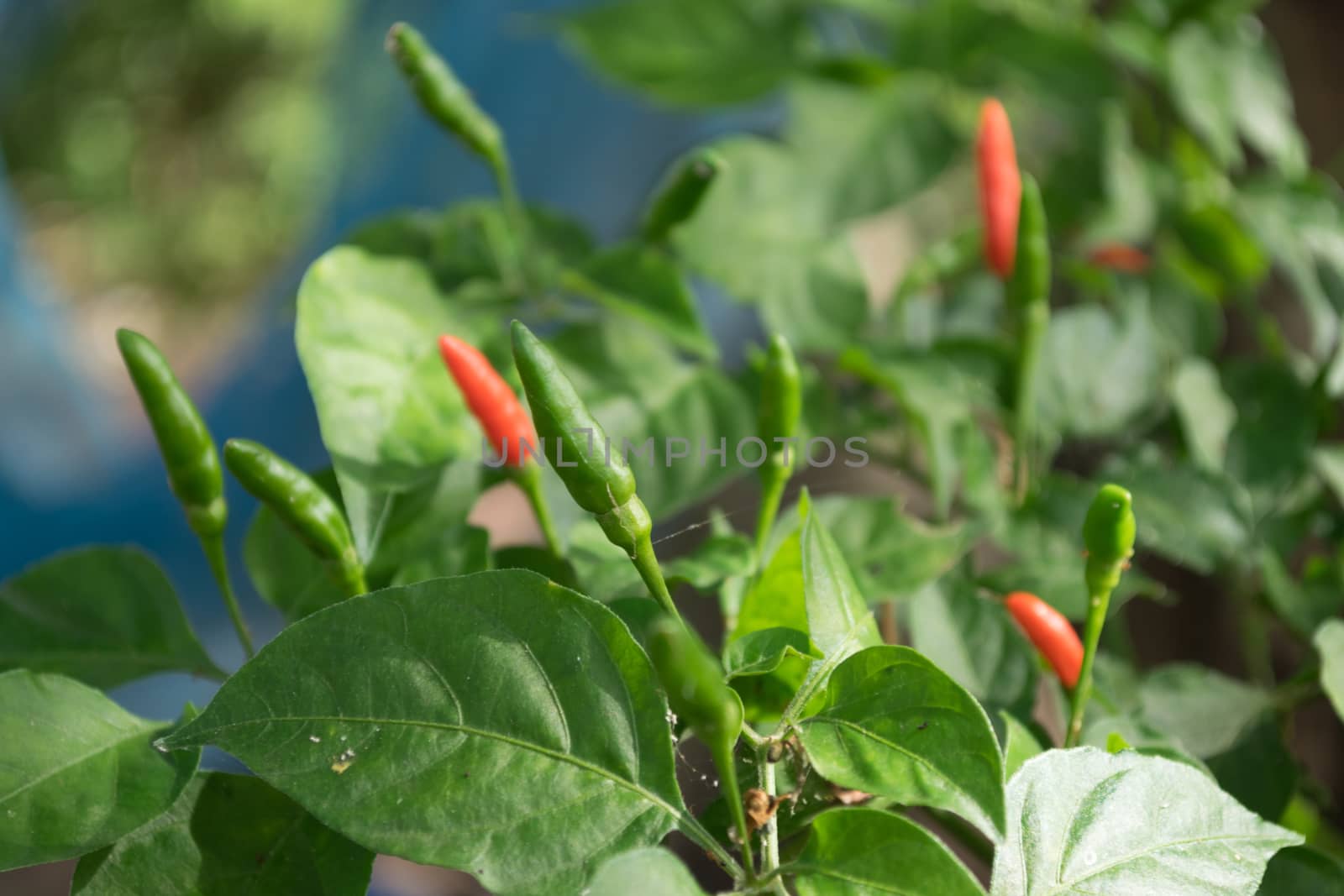 Red and green chili pepper on the plant, selective focus.