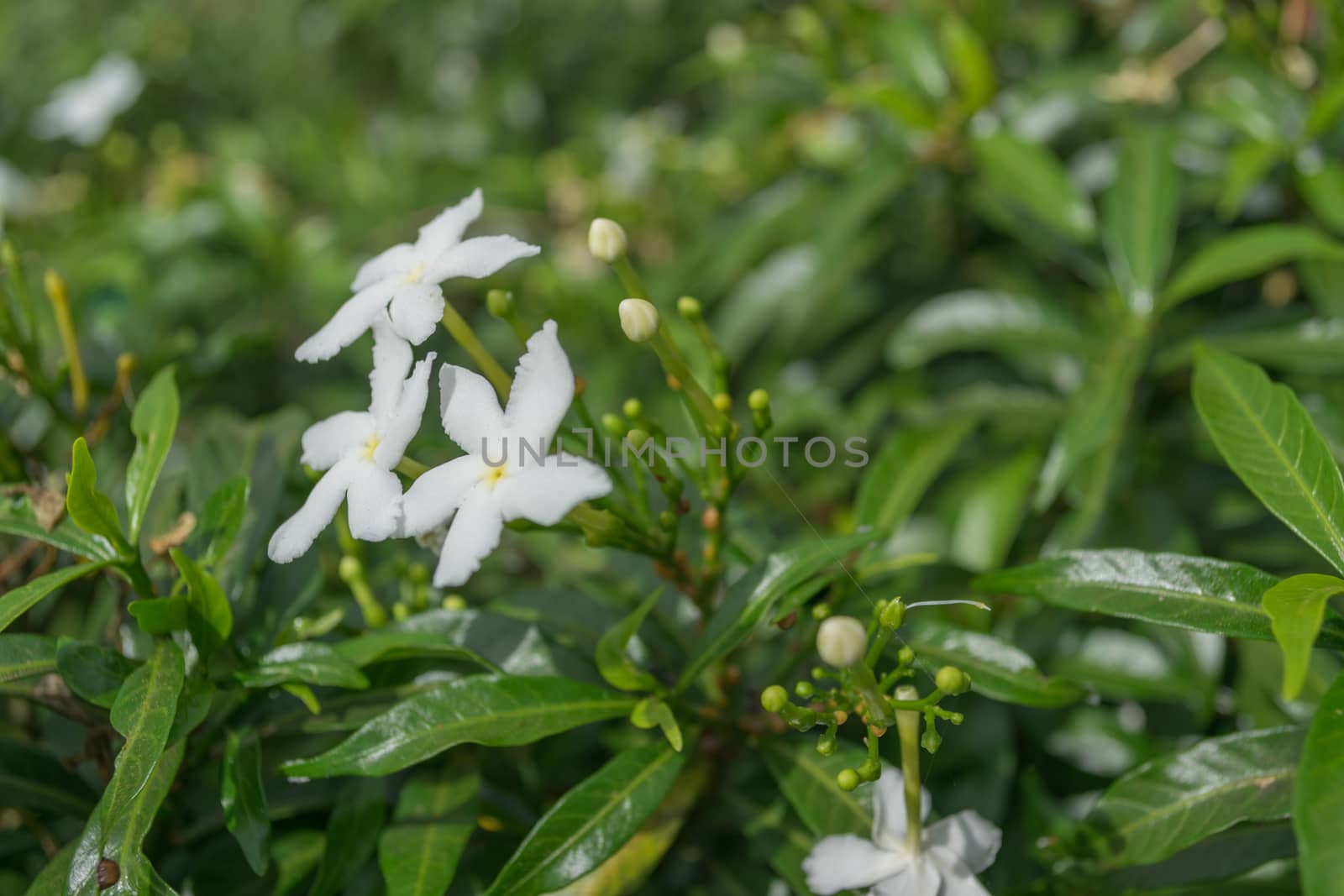 White flowers on a green background