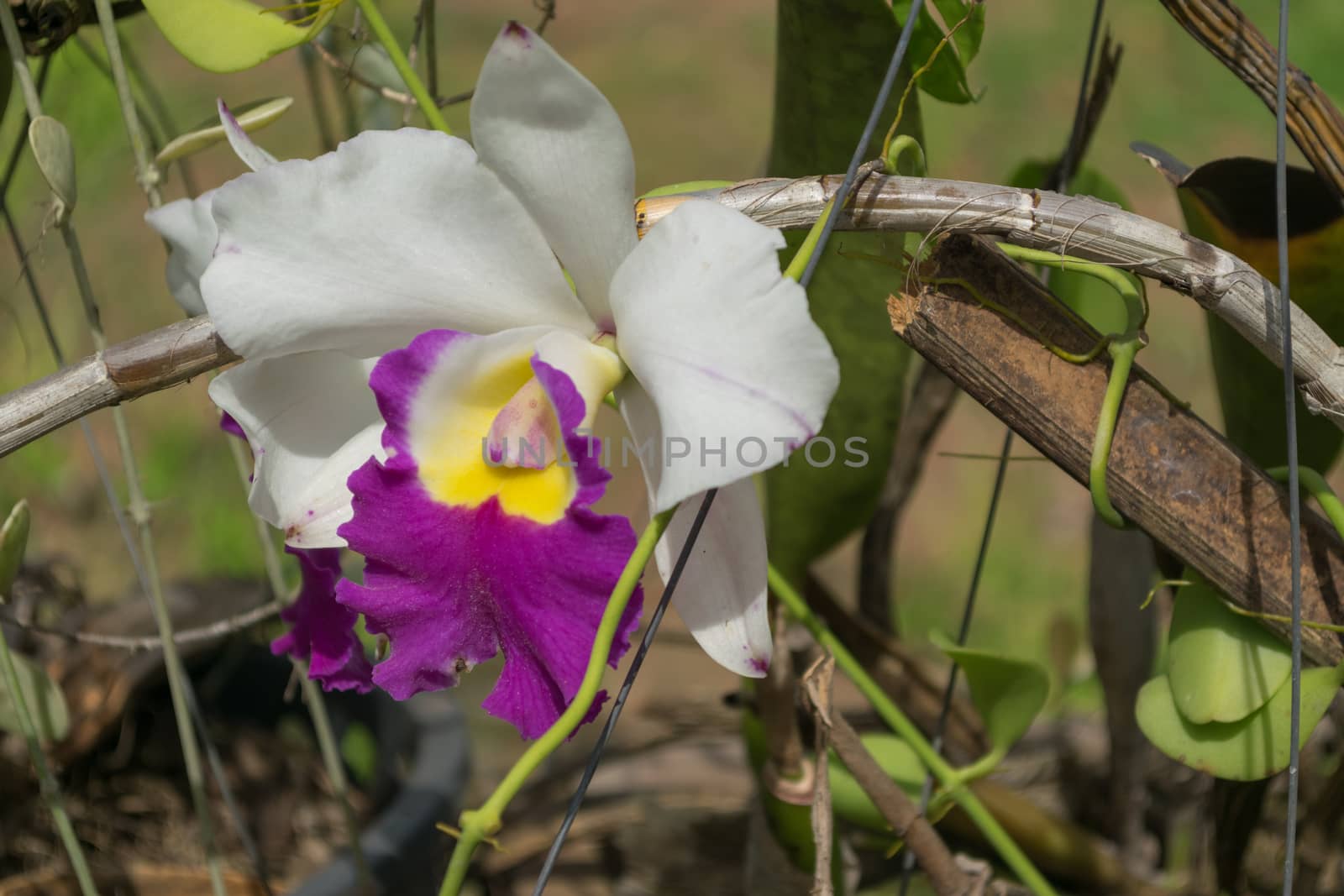 Close up beautiful orchid (Cattleya).