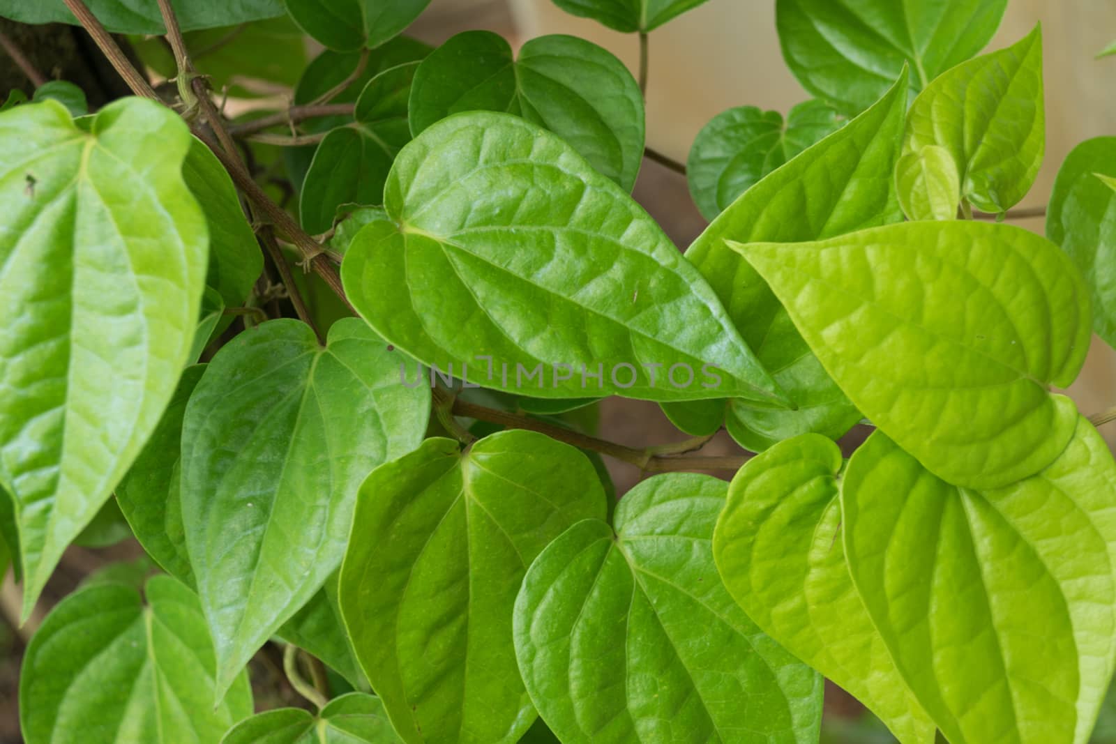 Fresh green betel leaf.