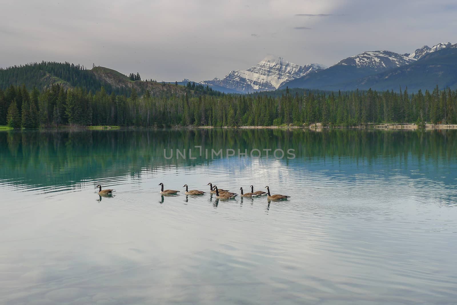 Canadian Geese on a Canadian Lake in Jasper by chrisukphoto