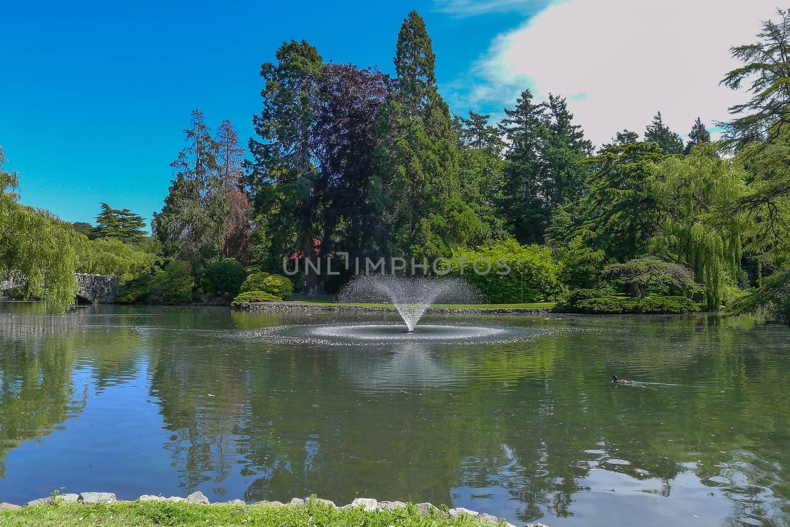 Lake in a park in Victoria, Vancouver Island by chrisukphoto