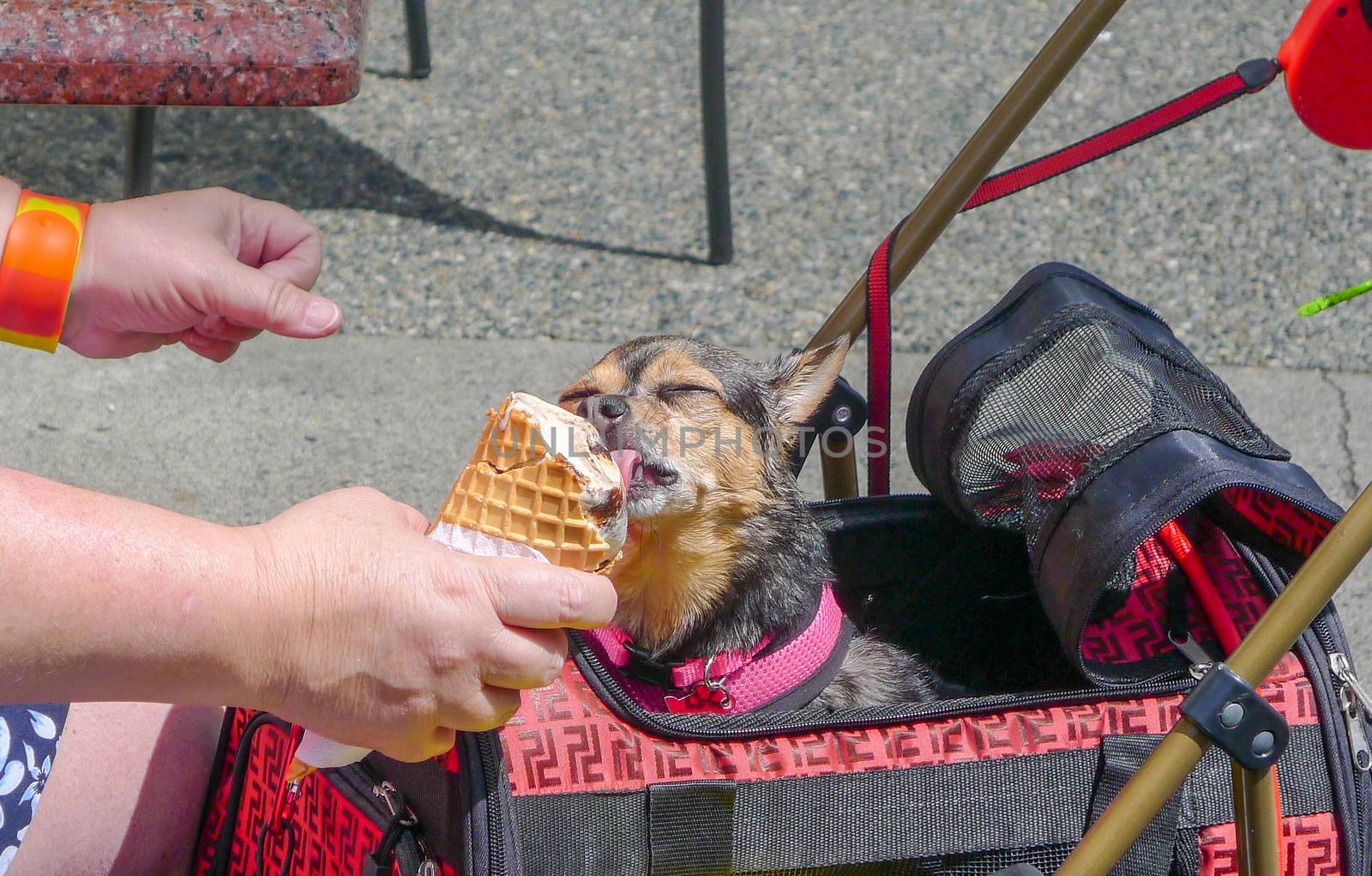 Dog in a bag eating and licking ice cream by chrisukphoto