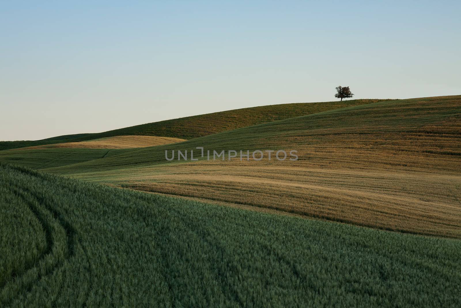 The lines of nature in the hills of the Val d'Orcia, Tuscany