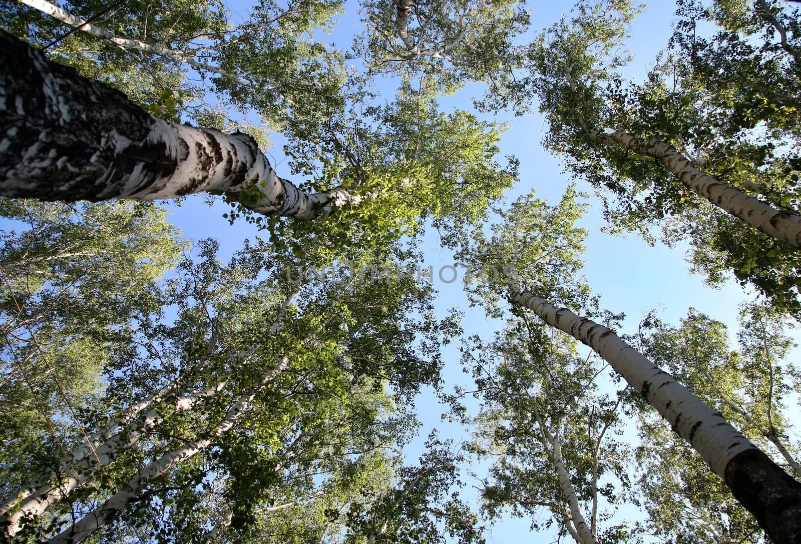 Bottom view on the trunk and foliage of a tall trees birch on a background of blue sky