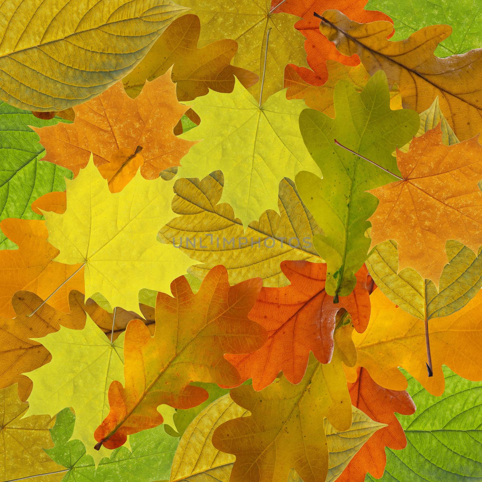 Colorful and bright background made of fallen autumn leaves