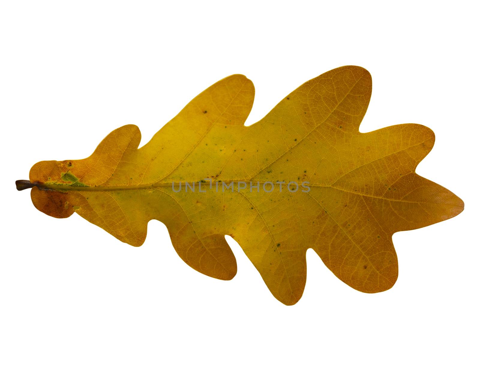 Oak leaf isolated on white background by aarrows