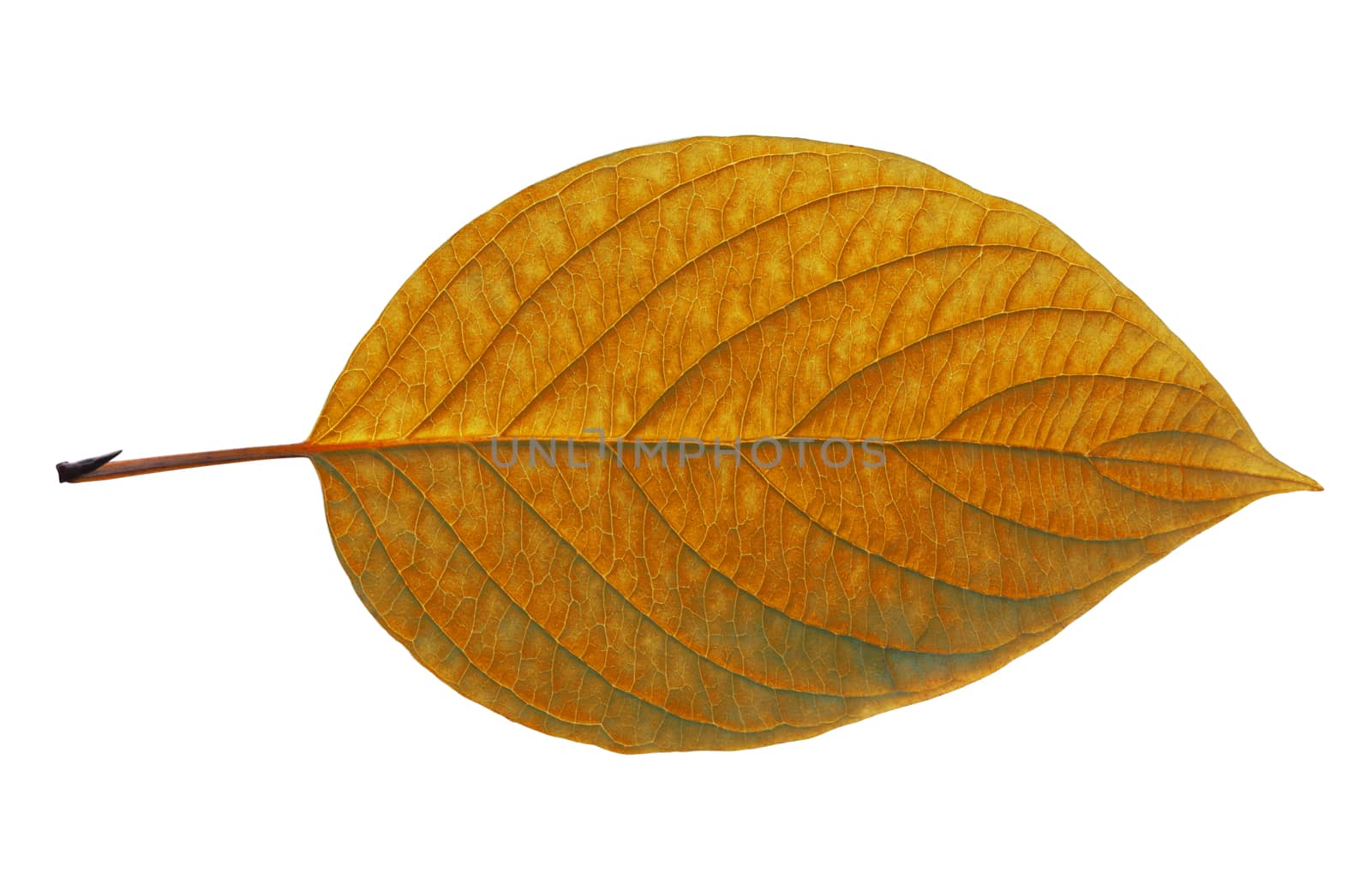 birch closeup leaf isolated on white background.