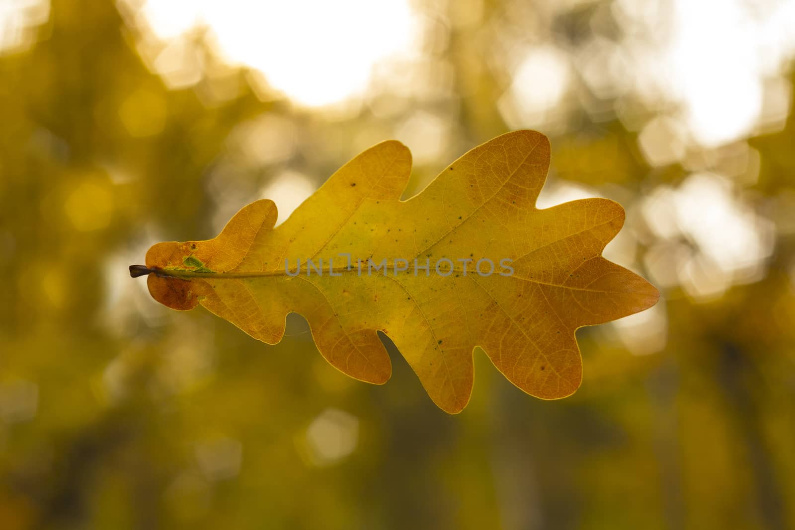 Dry oak leaf on the autumn background