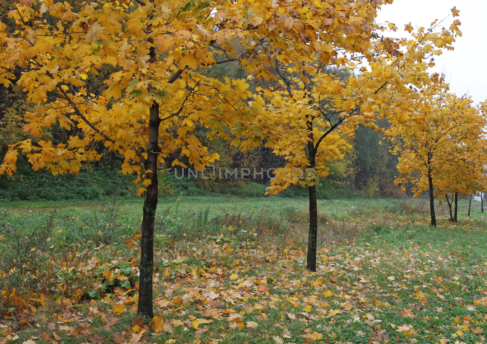 Young maple trees standing in the alley, autumn landscape.