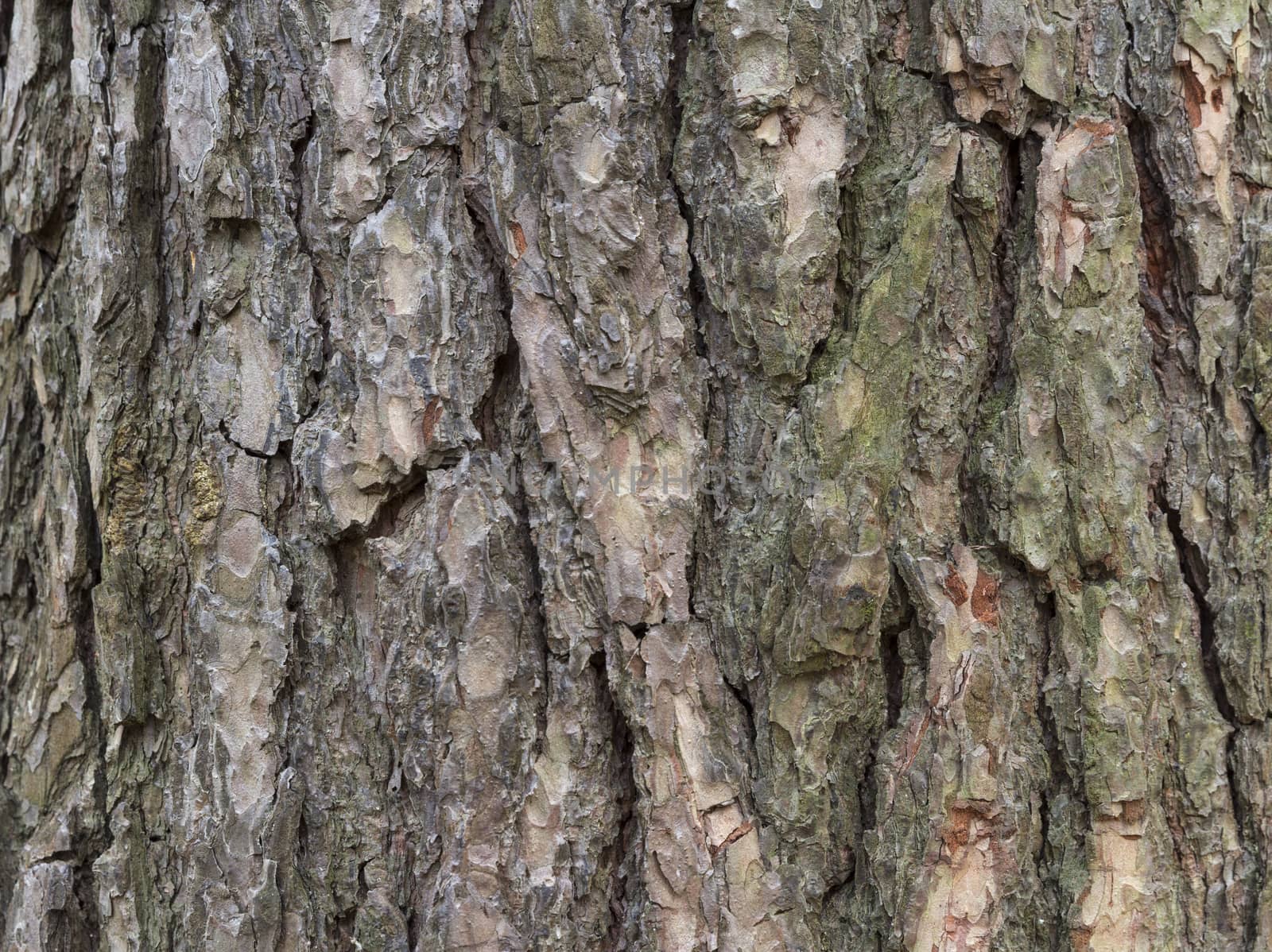 The bark of pine tree, background