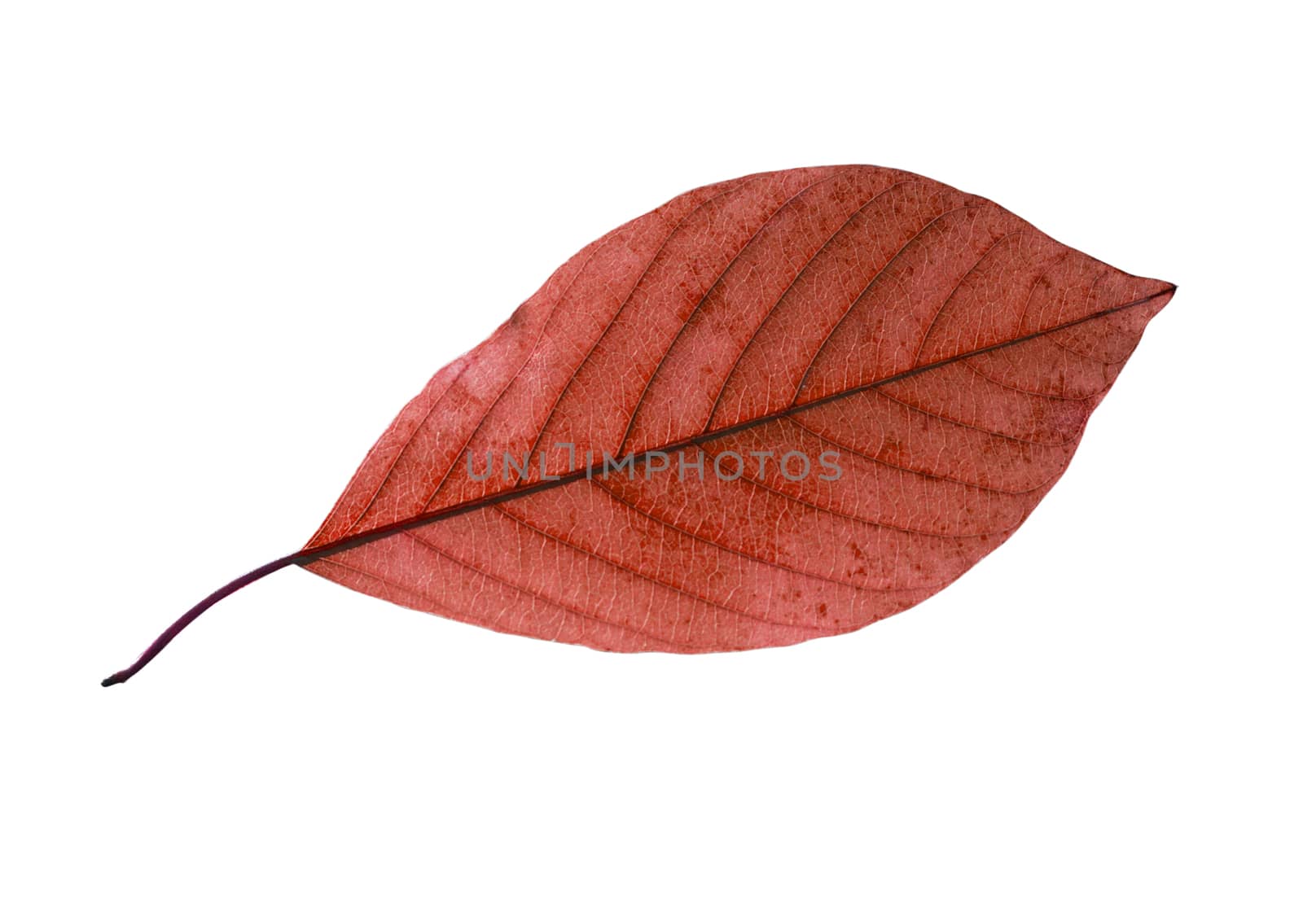 birch closeup leaf isolated on white background.