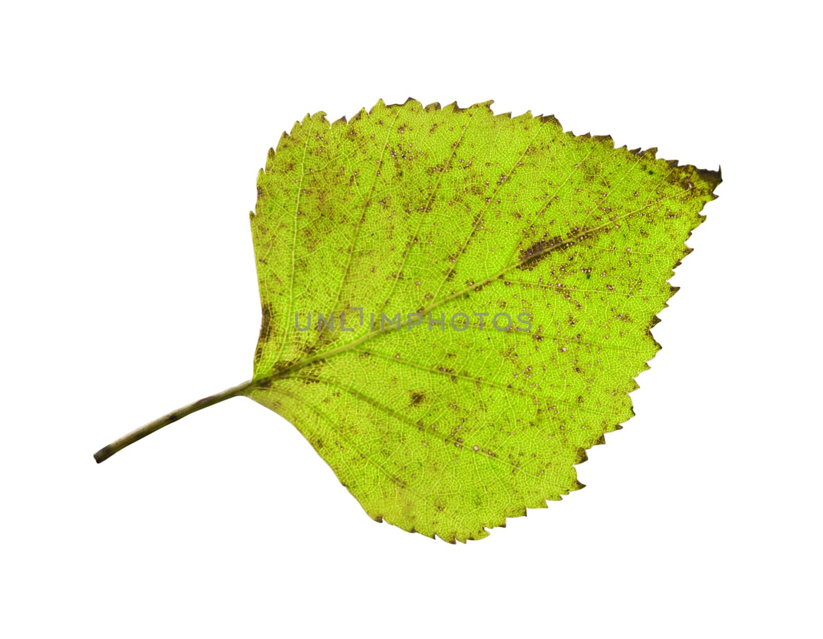 birch leaf isolated on white background by aarrows