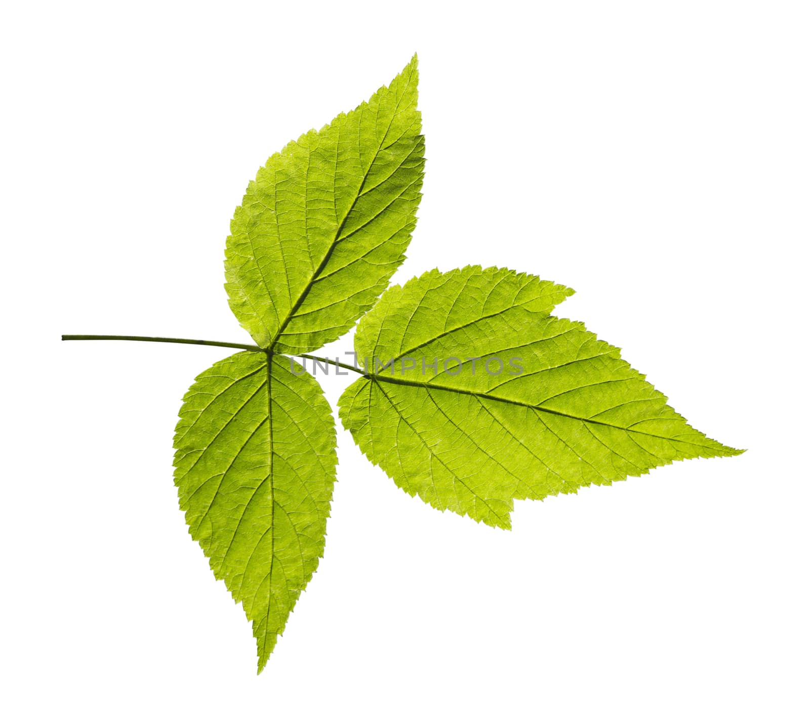 ash closeup leaf isolated on white background.