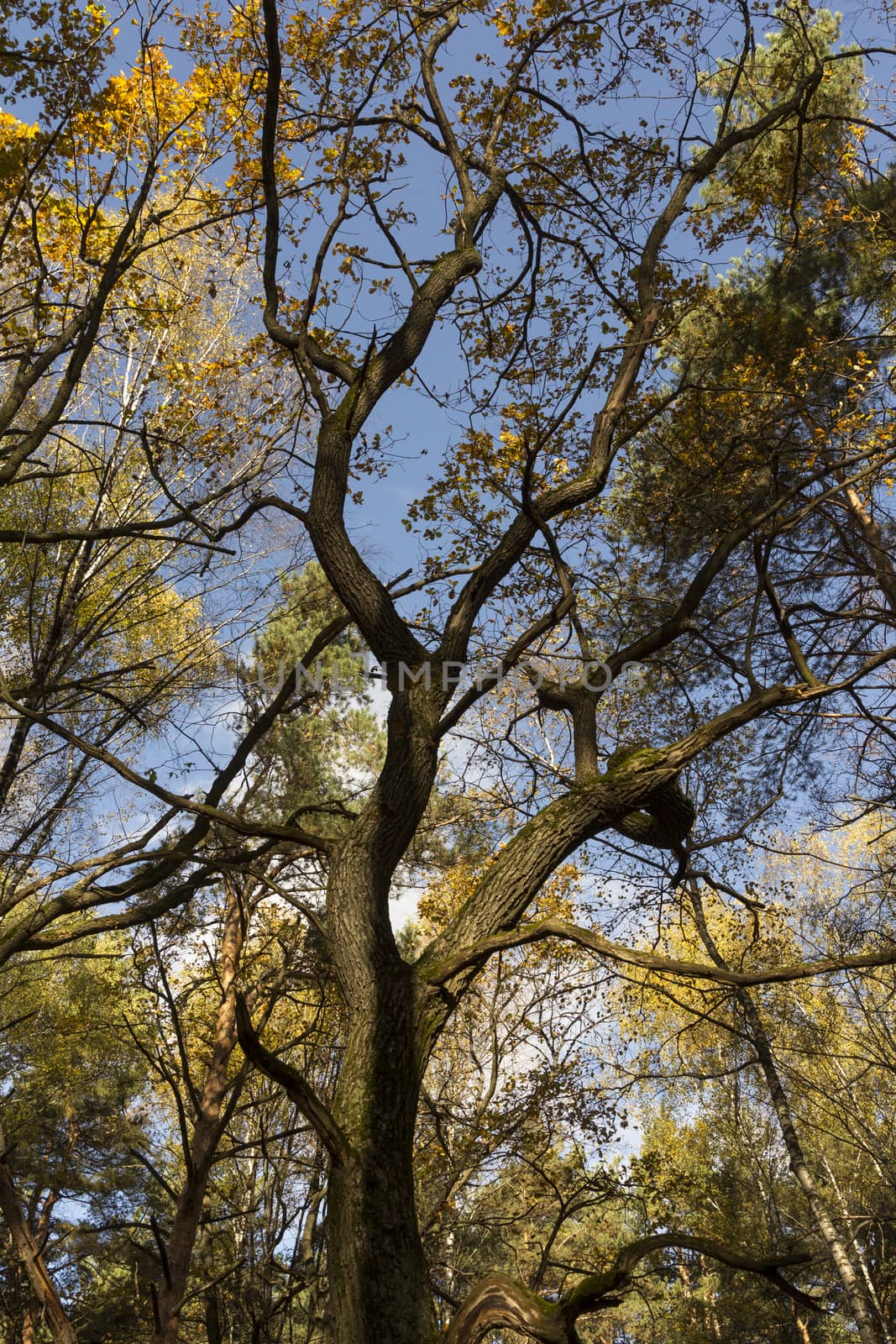 Big autumn oak against the blue sky