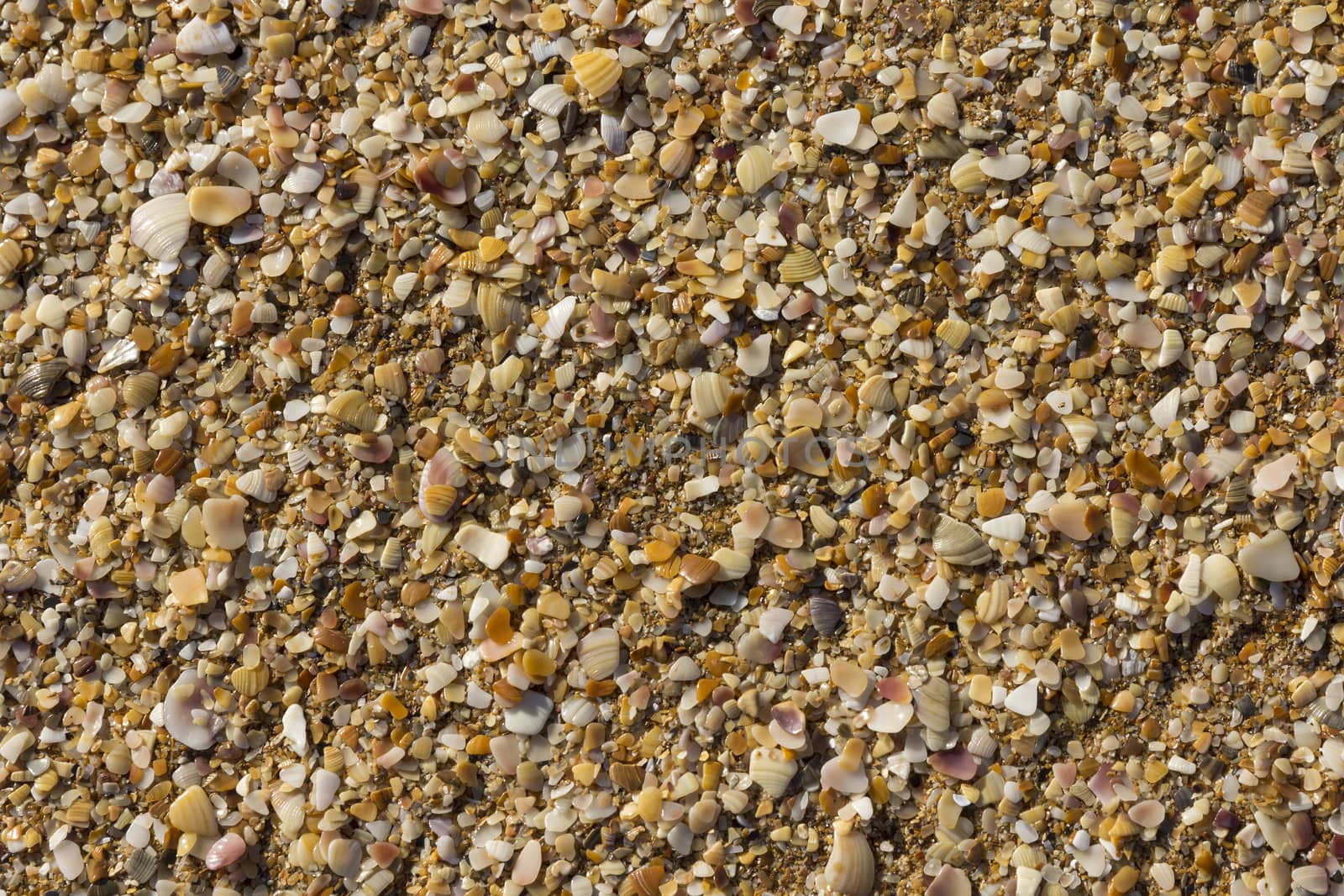 sea shells background