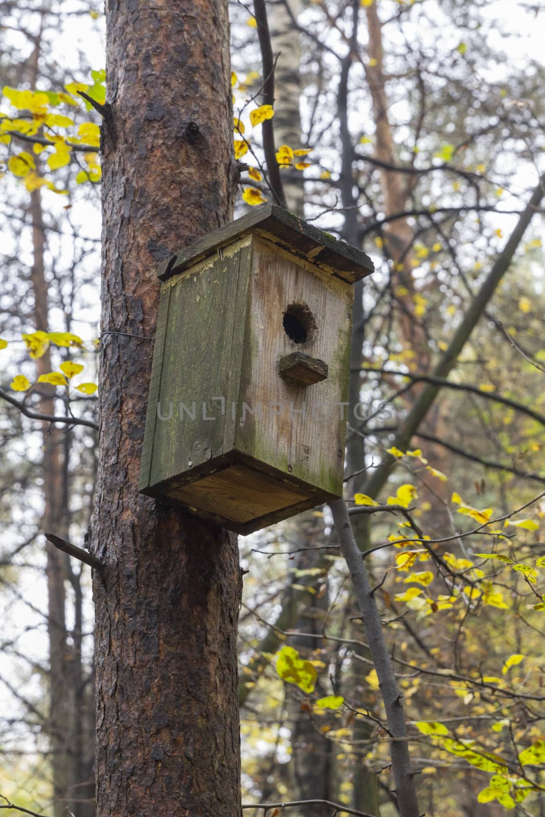 Wooden birdhouse on a pine tree. Autumn forest.