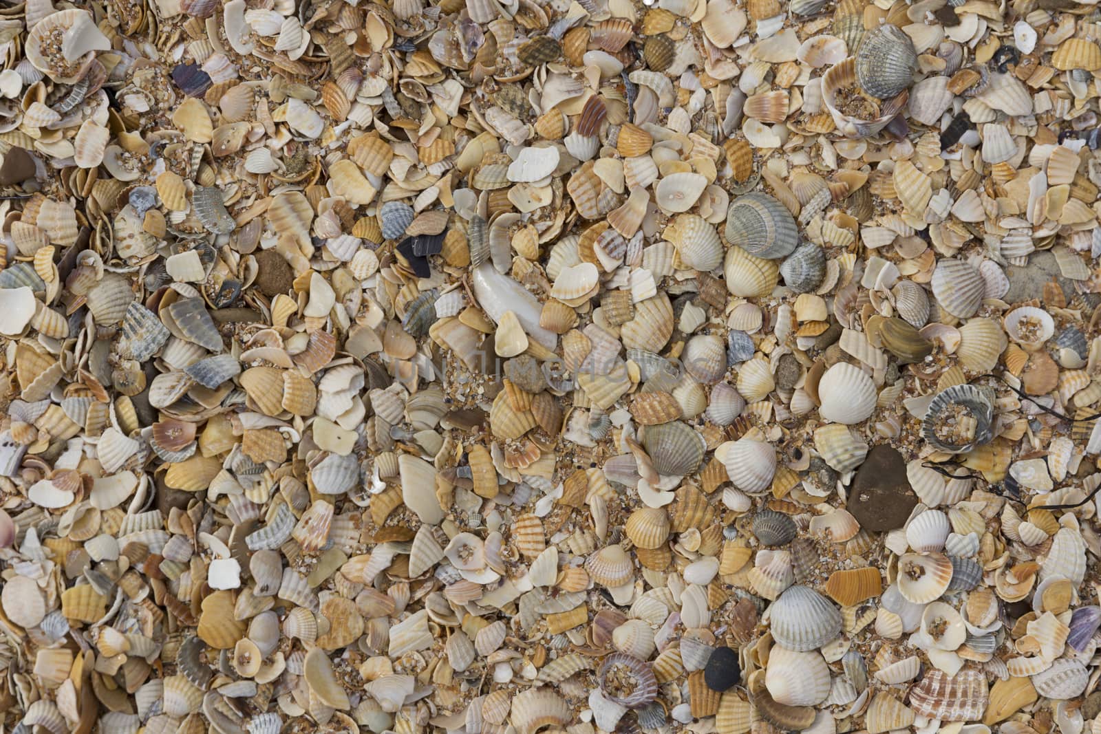 sea shells background