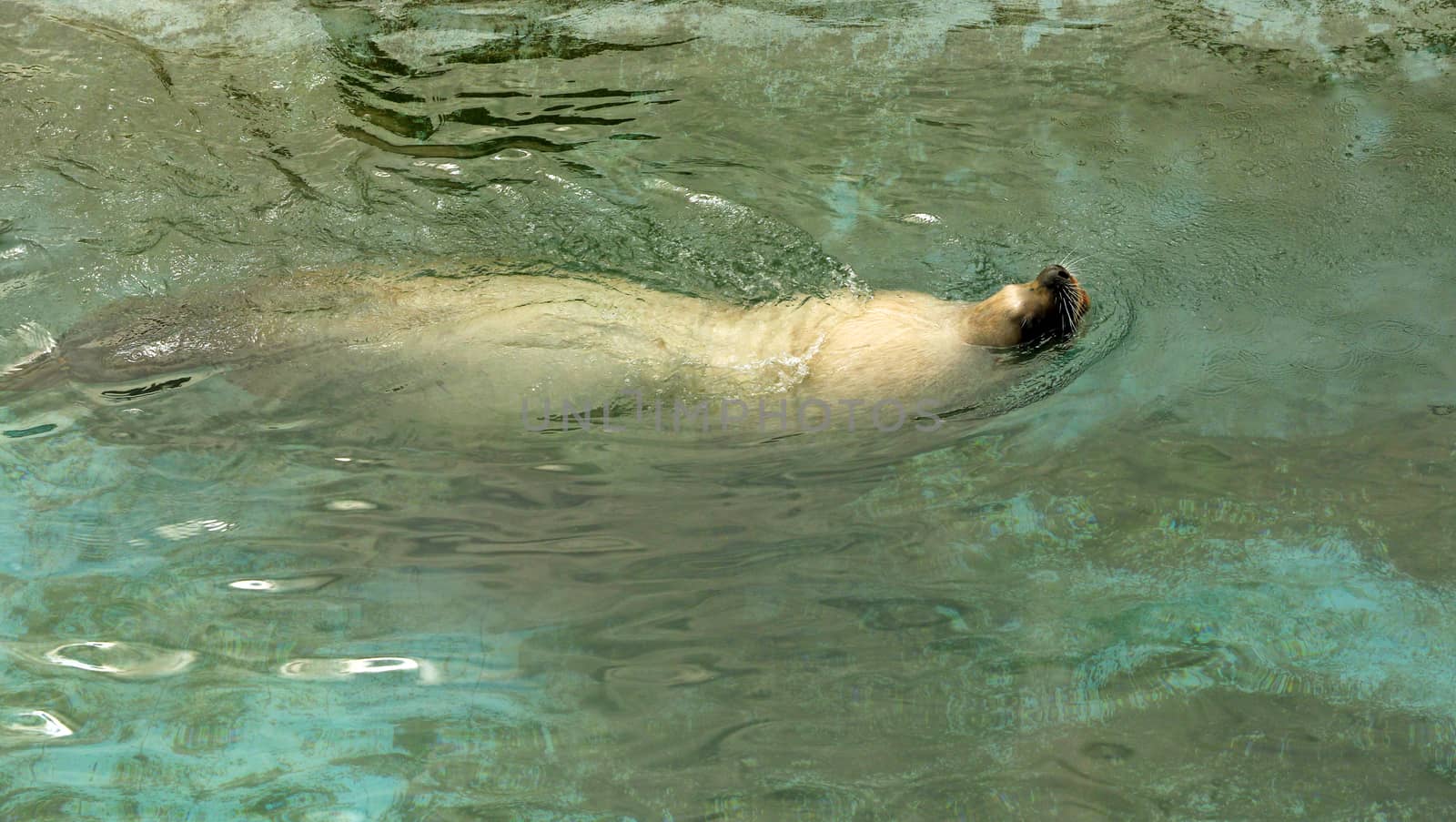 Large sea lion swimming in the sea