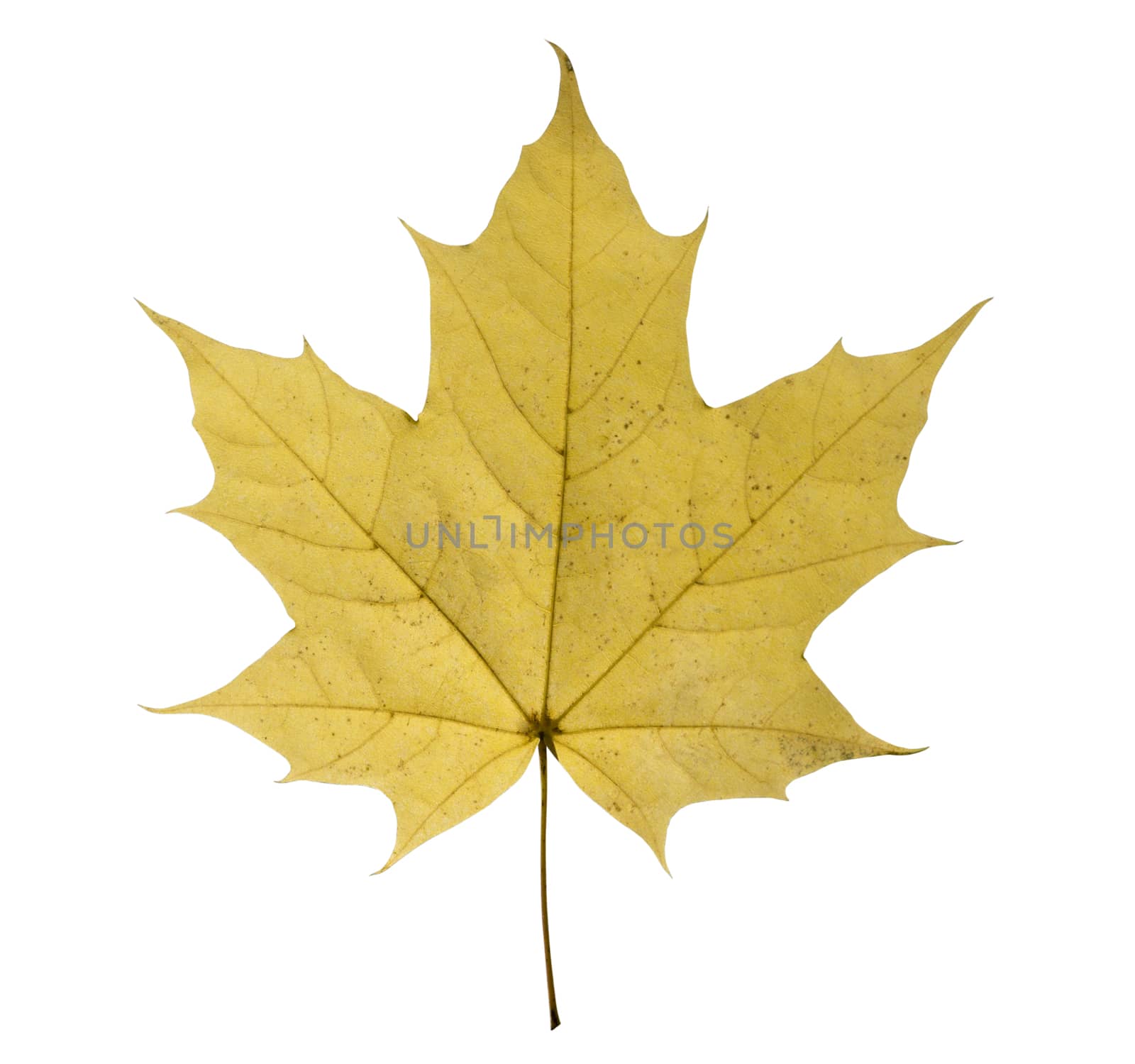 maple closeup leaf isolated on white background.