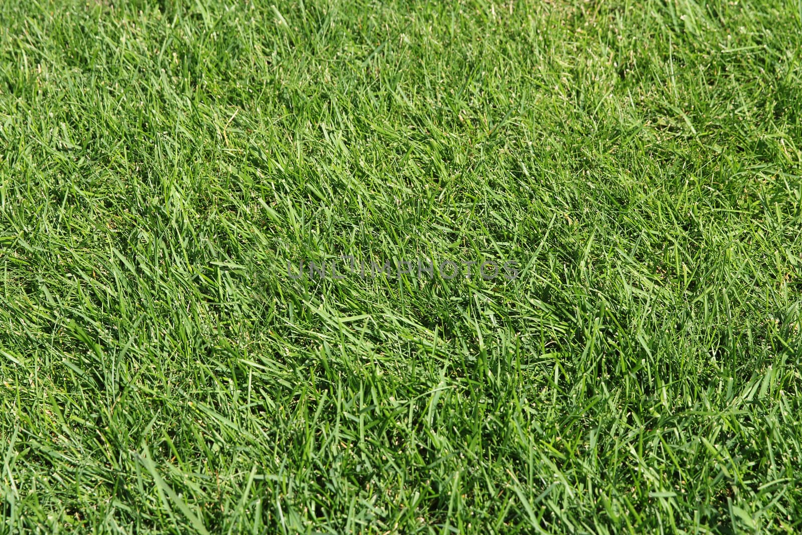 Green grass texture for background