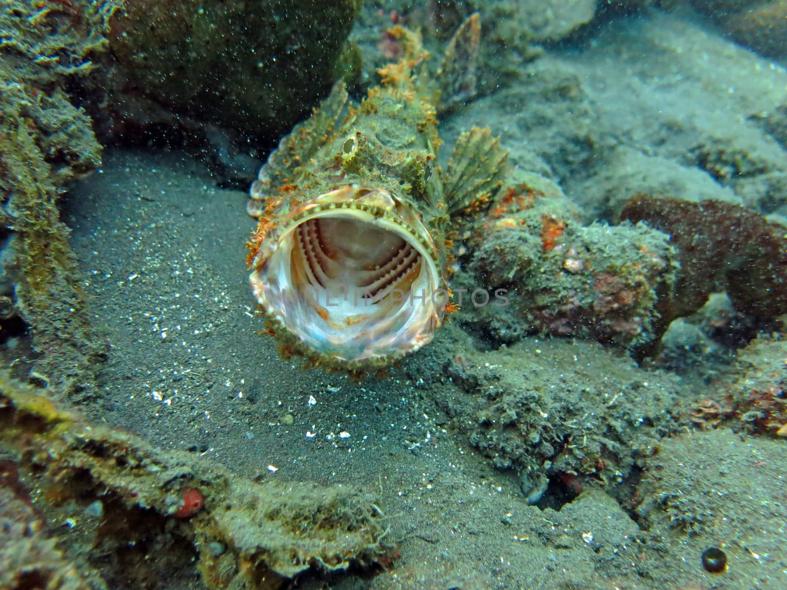 Thriving coral reef alive with marine life and shoals of fish, Bali.