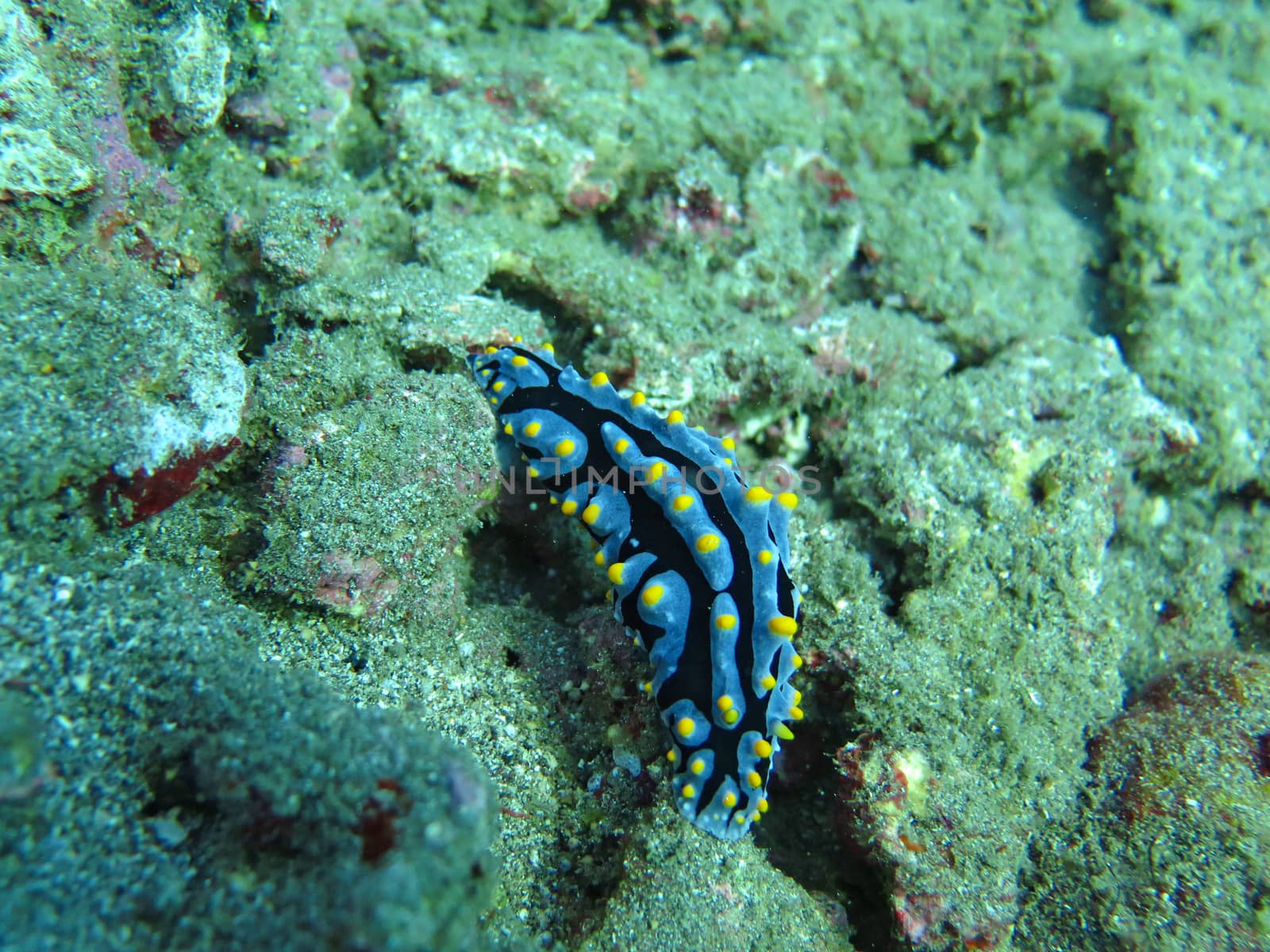 Thriving coral reef alive with marine life and shoals of fish, Bali.