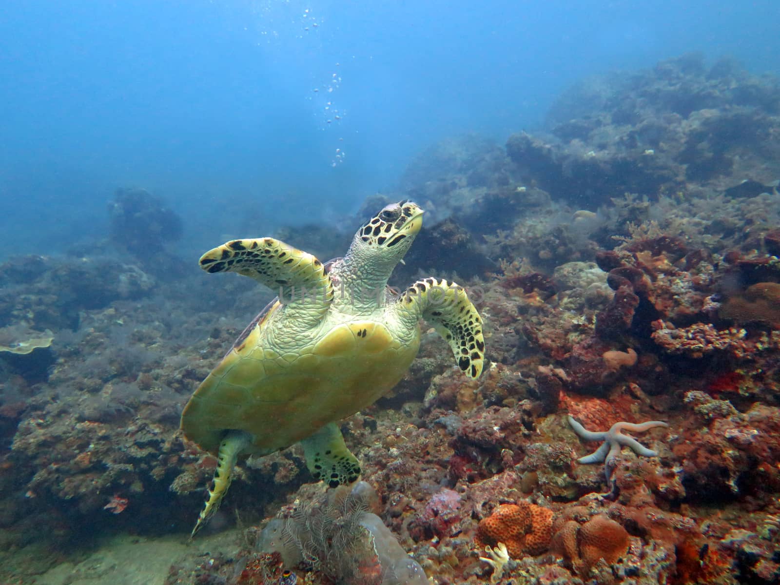 Hawksbill sea turtle current on coral reef island, Bali.