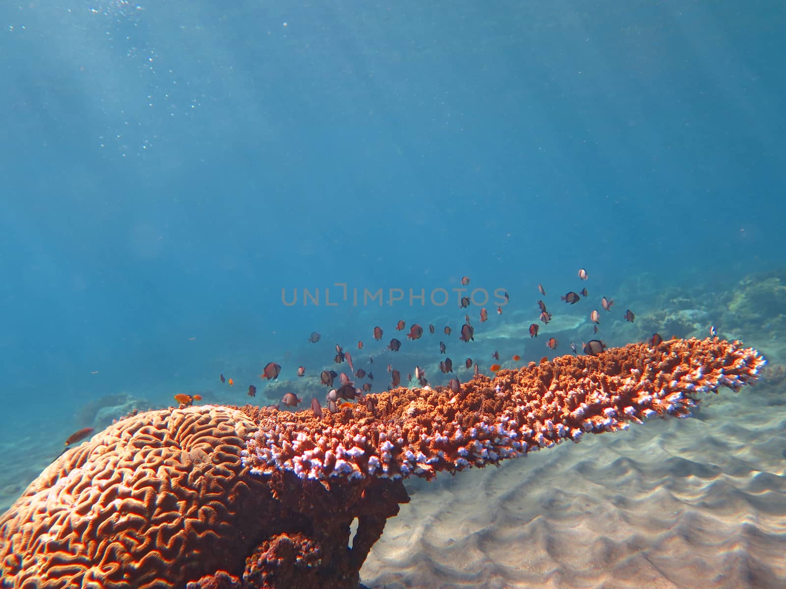 Thriving coral reef alive with marine life and shoals of fish, Bali.