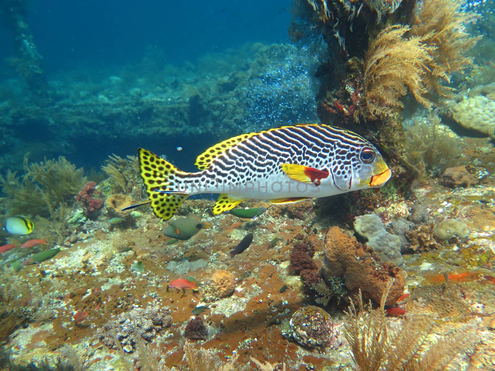 Thriving coral reef alive with marine life and shoals of fish, Bali.