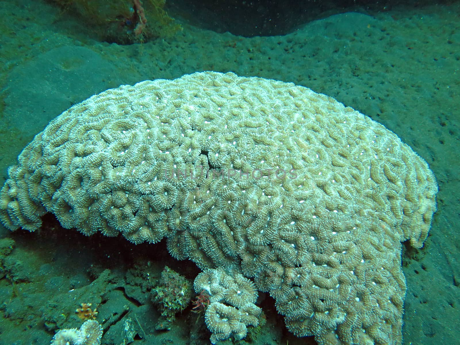 Thriving coral reef alive with marine life and shoals of fish, Bali.