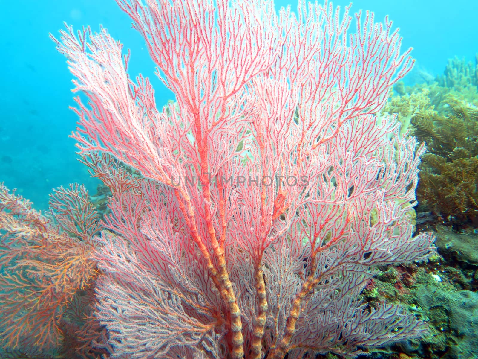 Thriving coral reef alive with marine life and shoals of fish, Bali.