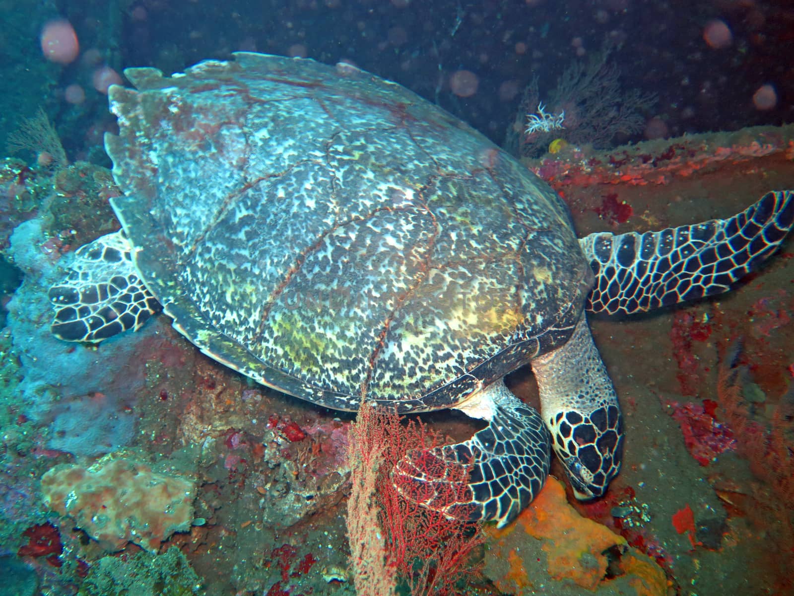 Hawksbill sea turtle current on coral reef island, Bali.